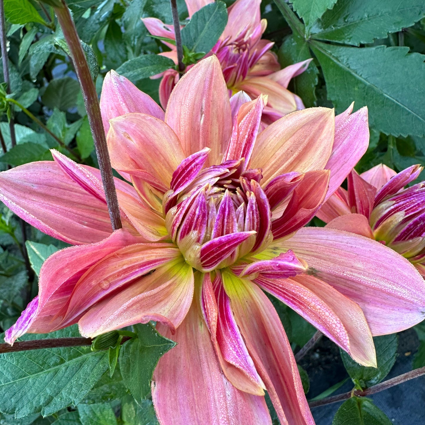 Mauvy, peach dahlia bloom, Andy's Legacy, beginning to unfurl on a dark, green plant.