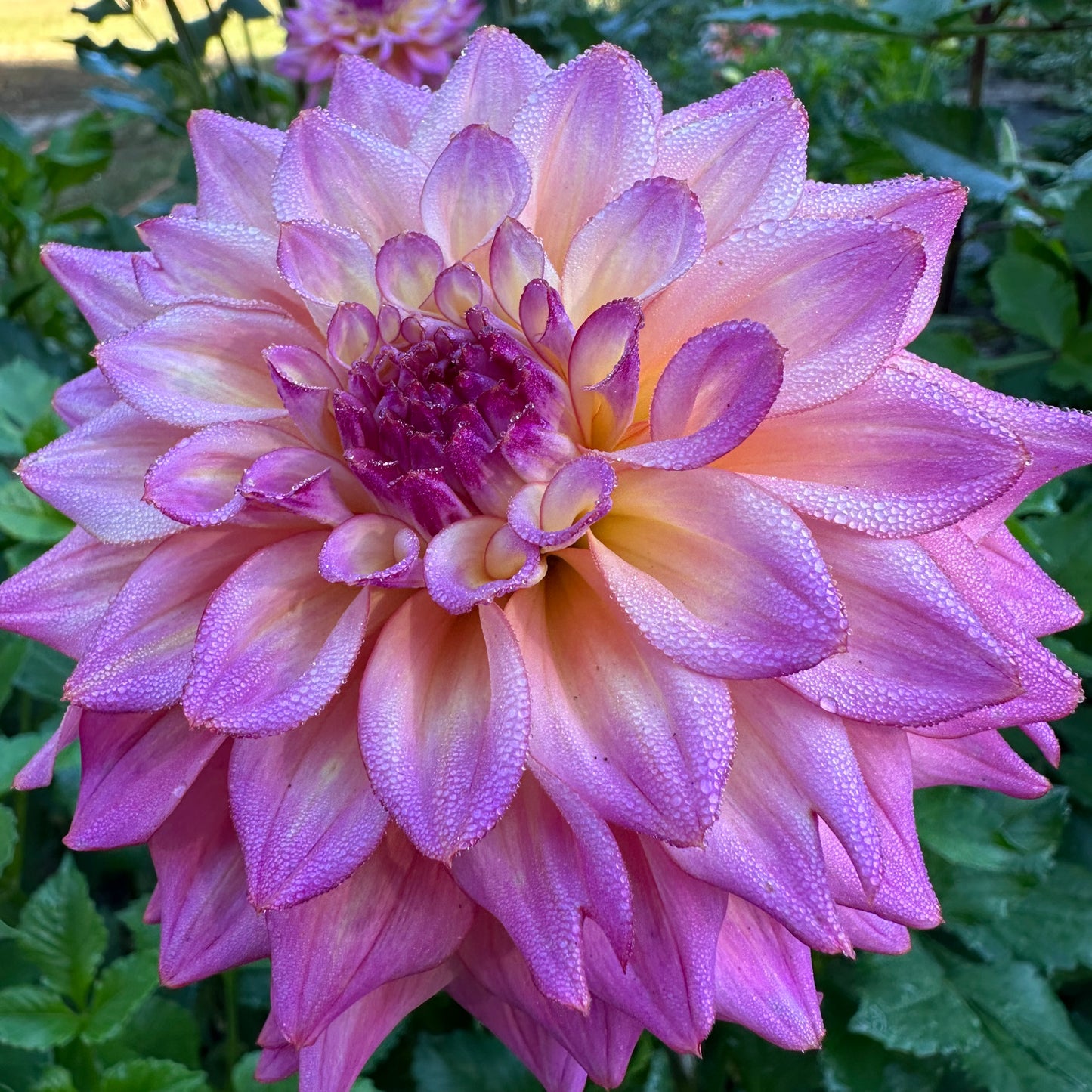 Bahama Mama dahlia bloom front view