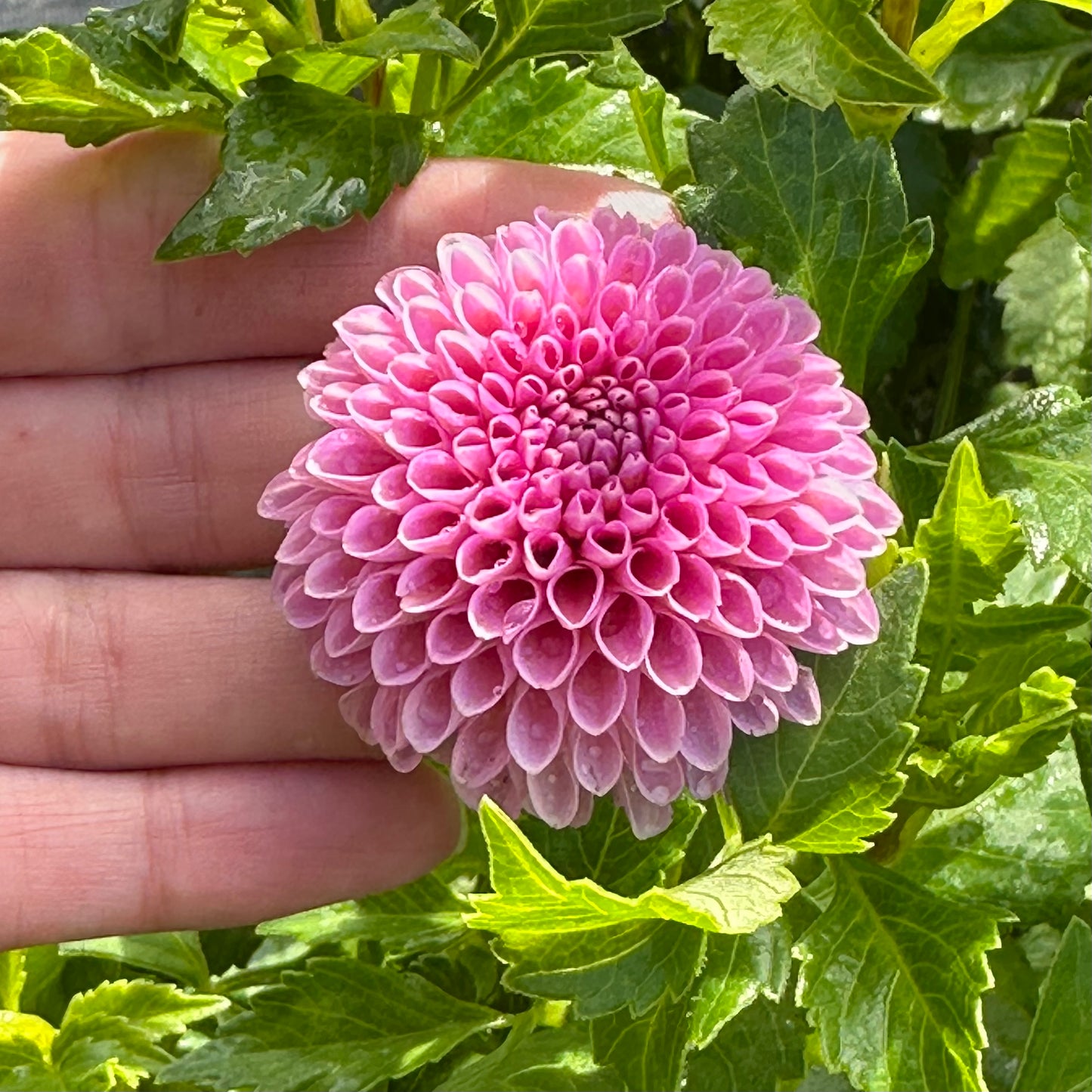 Betty Anne, an heirloom pink pompon dahlia bloom, held in fingers to demonstrate small size.