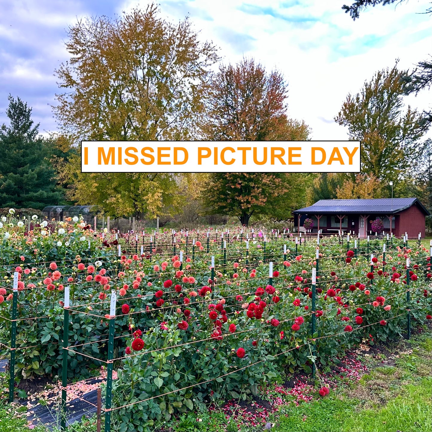 Dahlia field bursting with color in front of the Petal Porch at the Brainy and The Beard Bloomstead.