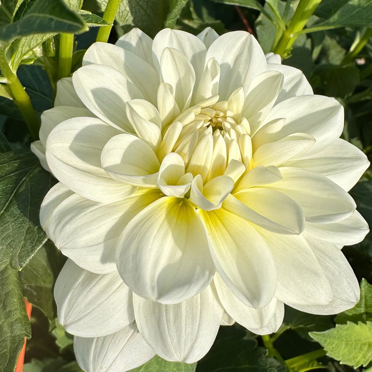 Bride to Be, a crisp white waterlily dahlia bloom growing in the field at Brainy and The Beard Bloomstead.