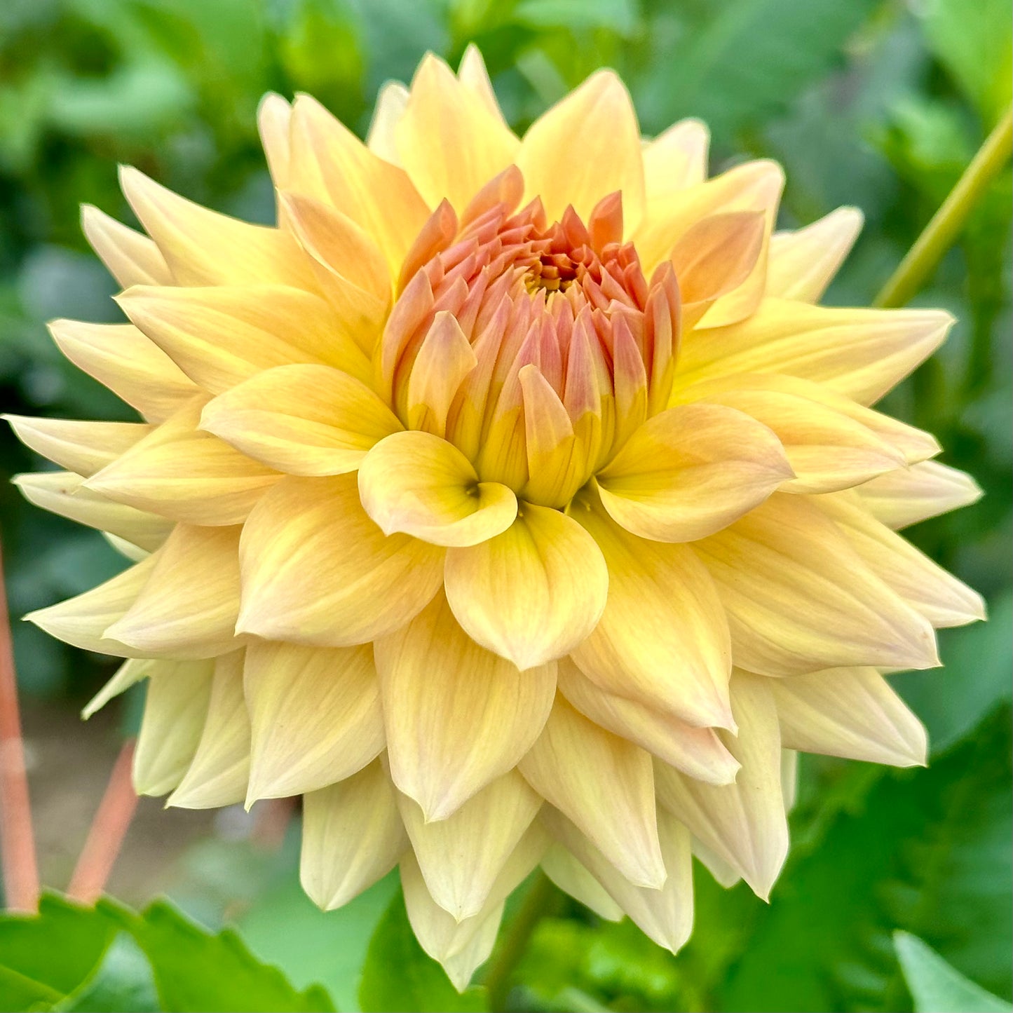 Creamy yellow petals with a hint of blush don a Canoz Jaguar dahlia bloom.