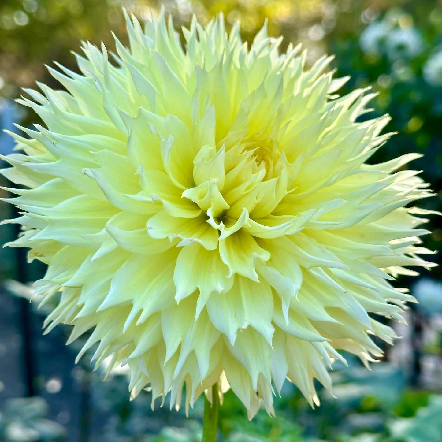 Citron du Cap, a pastel lemon colored dahlia with laciniated petals.