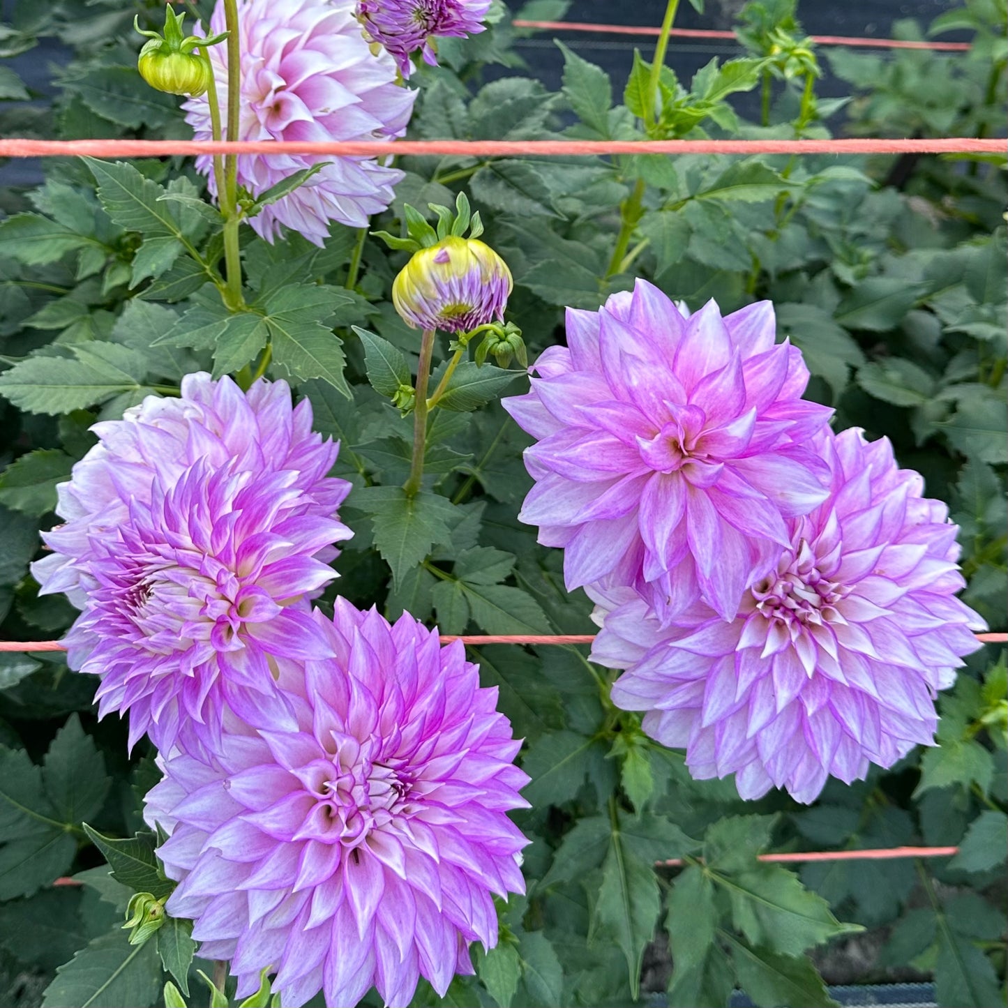 Multiple lavender Clearview Debby dahlia blooms growing in the field at Brainy and The Beard Bloomstead.