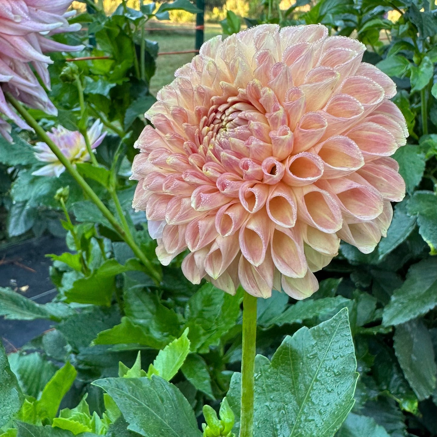 Clearview Peachy dahlia bloom surrounded by lush green foliage.
