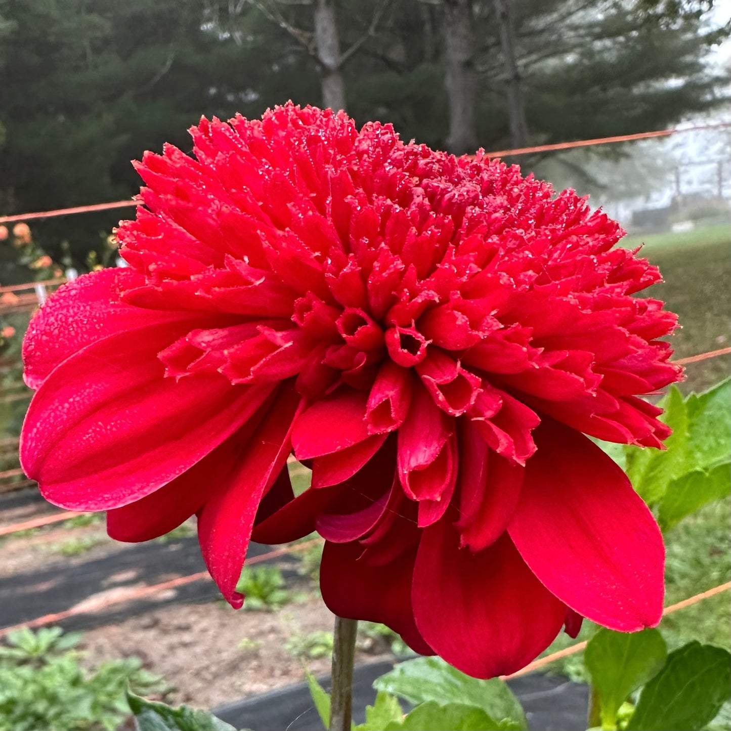 Bright, cherry red, anemone style dahlia bloom, Comet, close up.