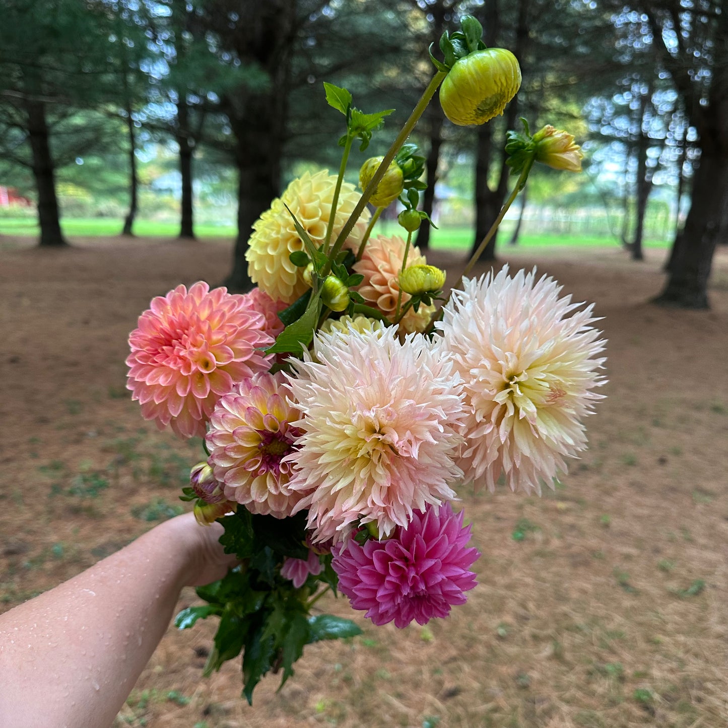 Fresh cut dahlia bouquet held by Brainy featuring Hapet Champagne pale blush blooms among other soft yellow, peach and pink dahlia blooms.