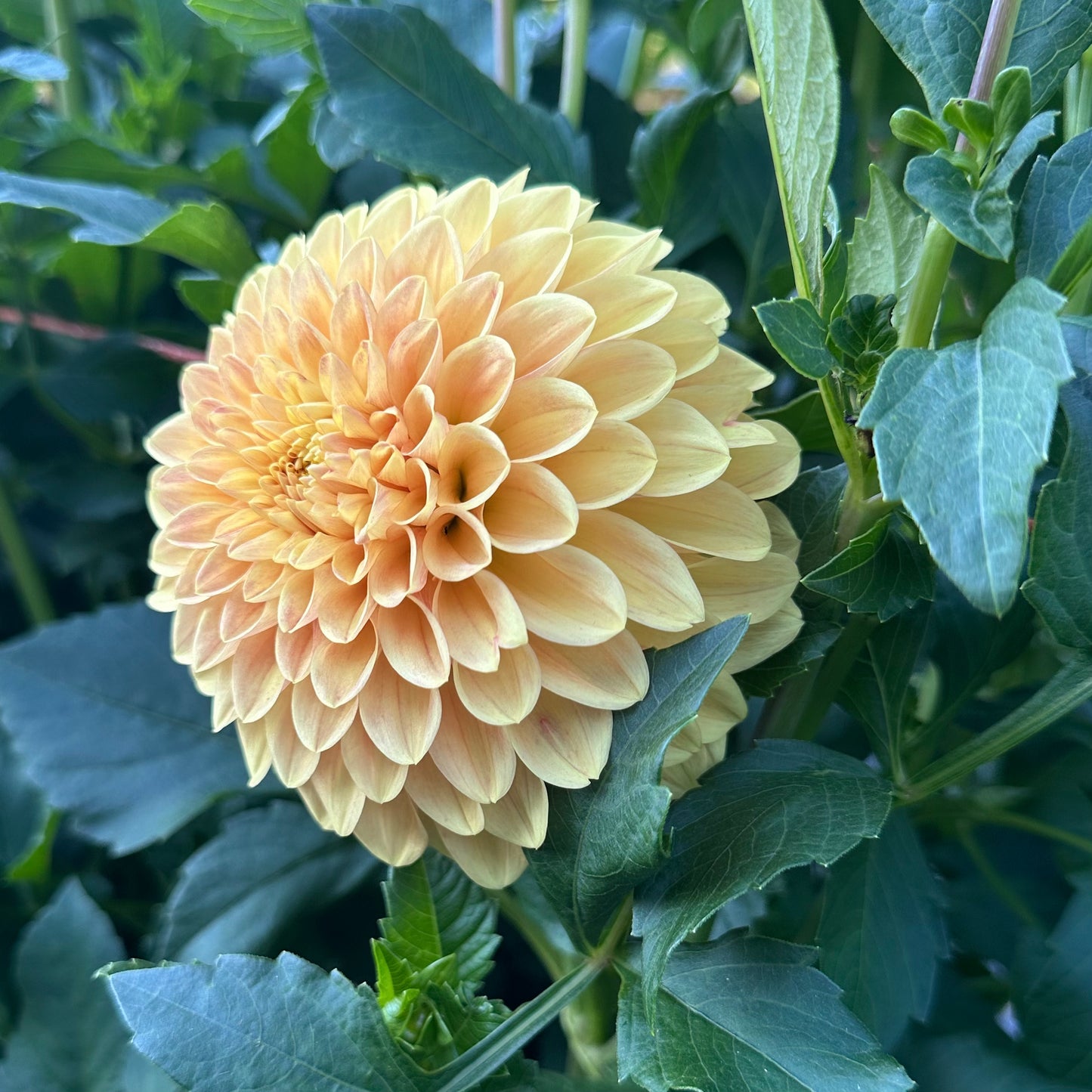 Darcy, a soft peachy-yellow dahlia bloom with a hint of blush toward the center of the petals, surrounded by a background of dark green foliage.