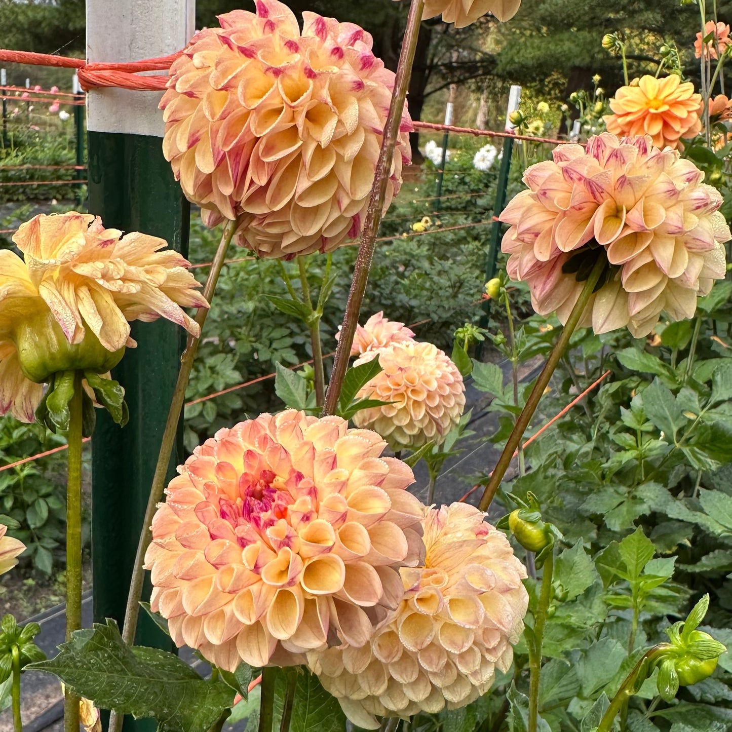 Ferncliff Spice dahlia blooms of pale yellow and a purple reverse petal growing in the field at the Brainy and The Beard Bloomstead.