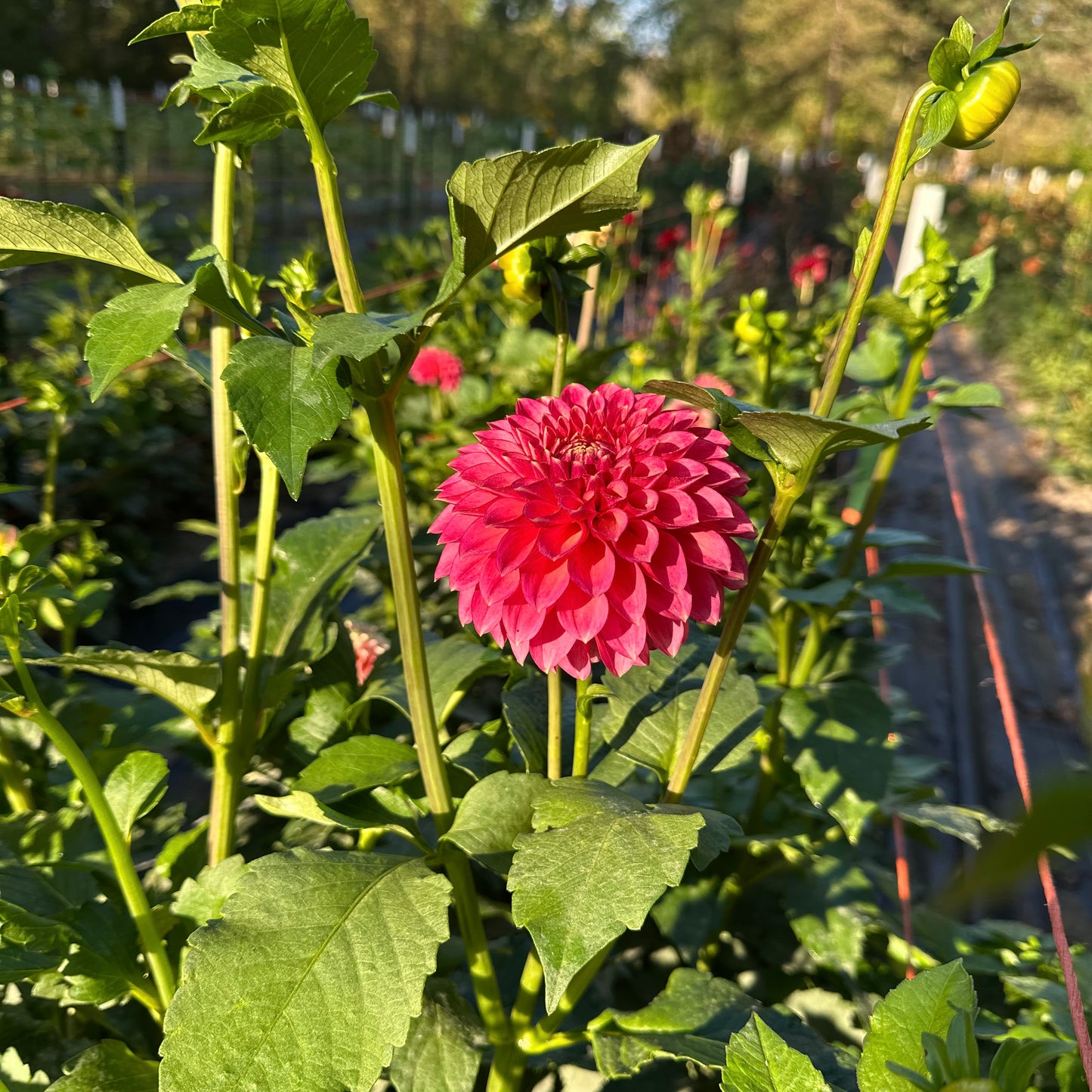 Camano Mystery dahlia's watermelon pink bloom stands out among the lush green foliage in the field.