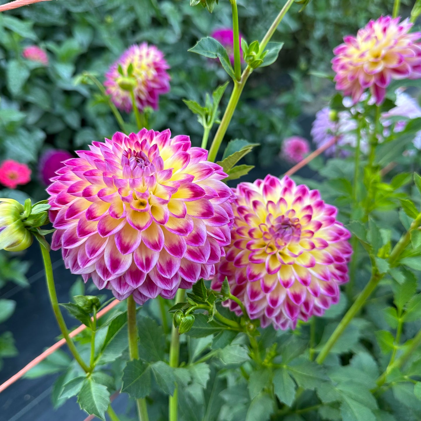 Cluster of Hapet Daydream dahlia blooms boasting purple dahlias that fade to a soft yellow in the center.