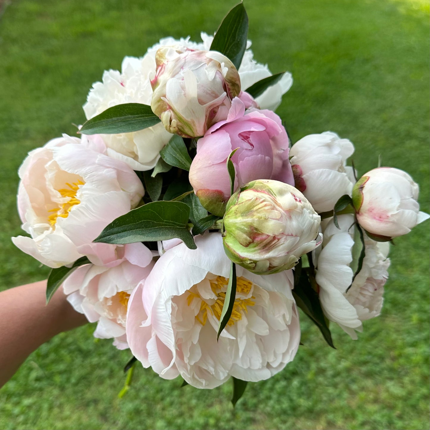 Close up of soft pastel colored peony bouquet.