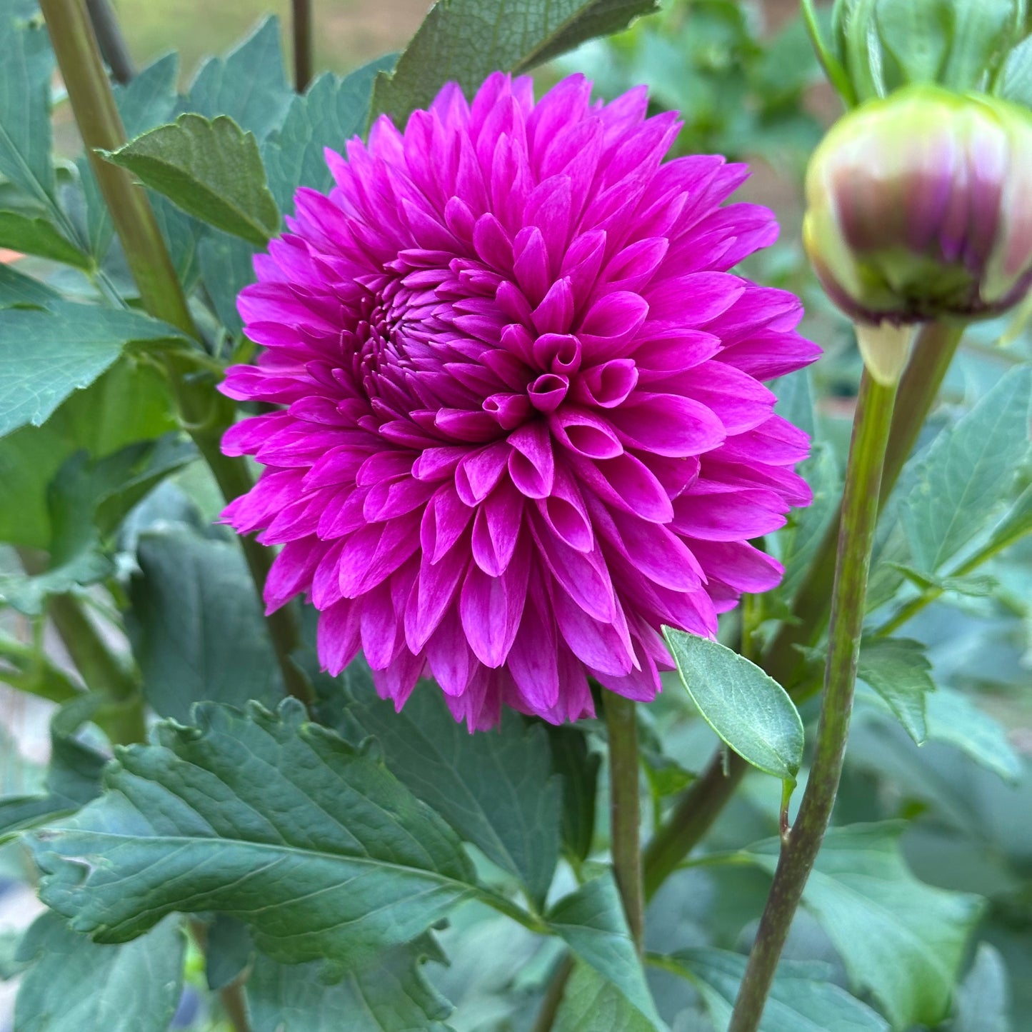 Dark pink Hollyhill Bill M dahlia growing in the field at Brainy and The Beard Bloomstead.