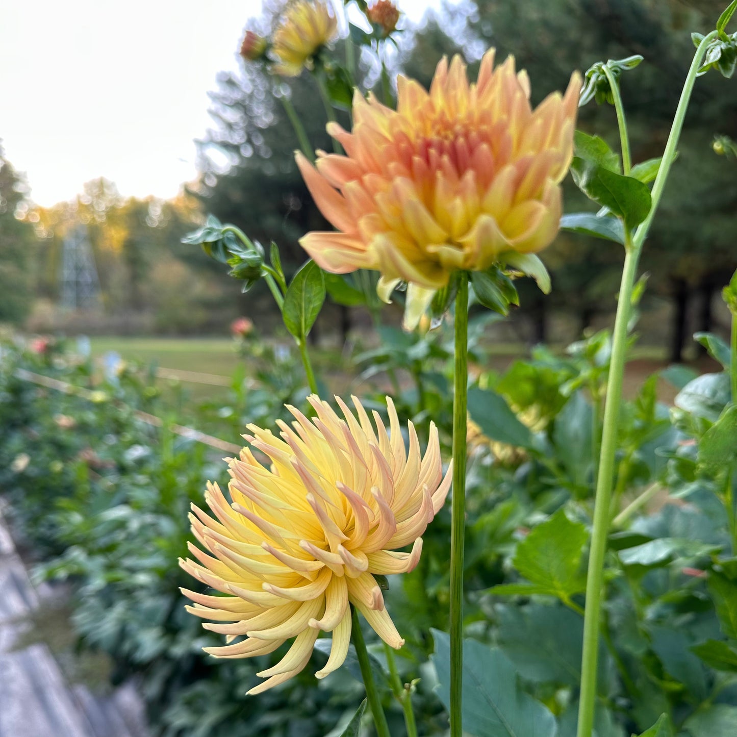 Peachy yellow incurved cactus dahlia, Hollyhill Spice It Up, blooming in the field at Brainy and The Beard Bloomstead.