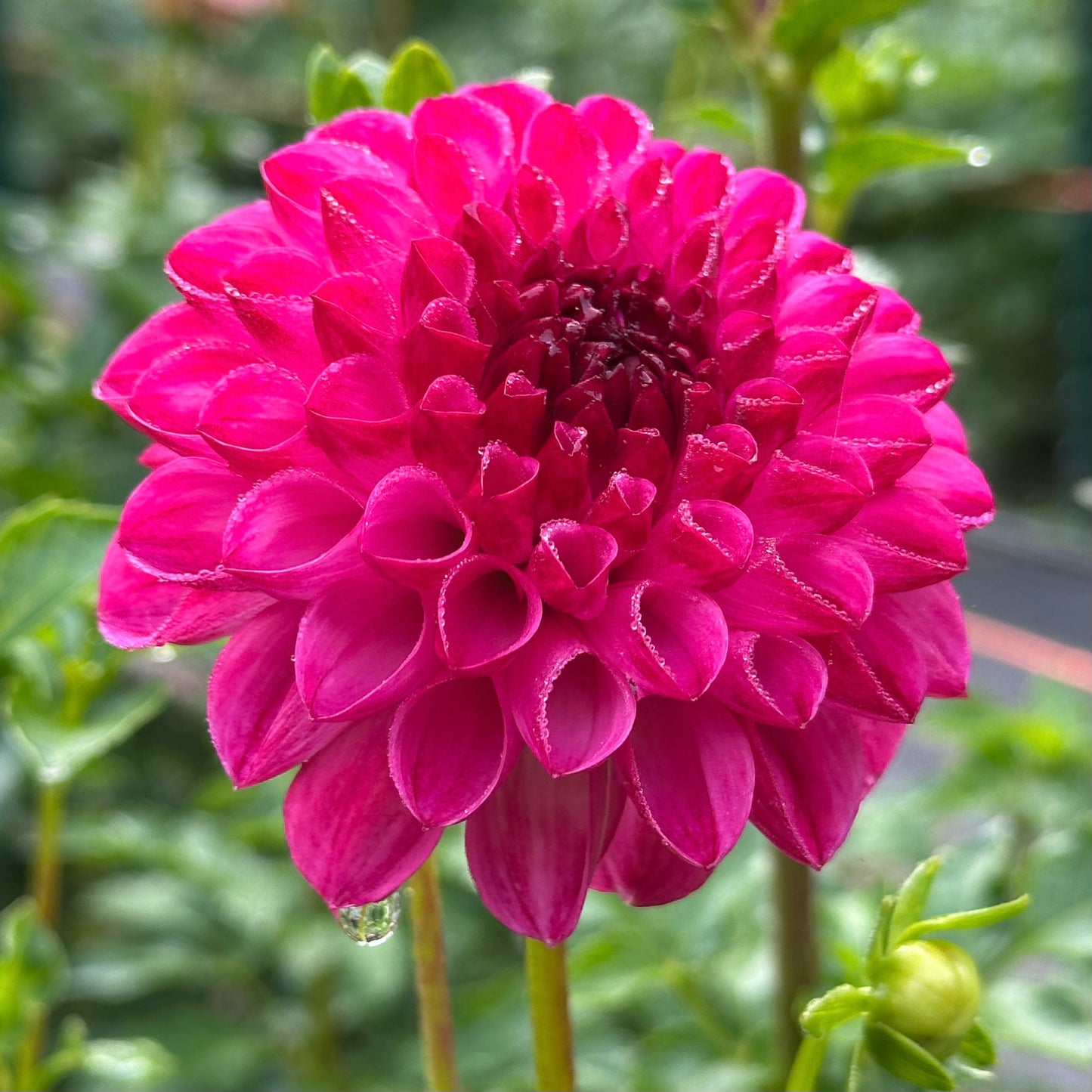Zoomed-in view of JS Dorothy Rose, a vivid fuchsia colored dahlia bloom, with water droplets.