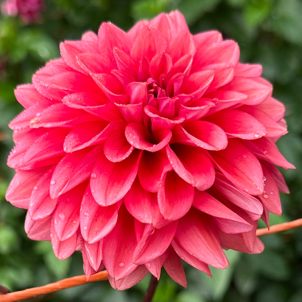 Close up of pink Mystique dahlia bloom with water droplets on it.