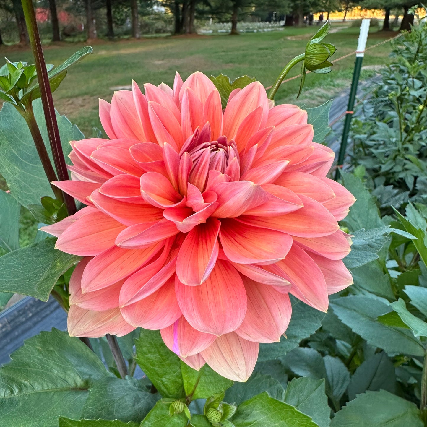 A field view of Nicholas dahlia bloom with peachy coral petals atop green foliage at Brainy and The Beard Bloomstead.