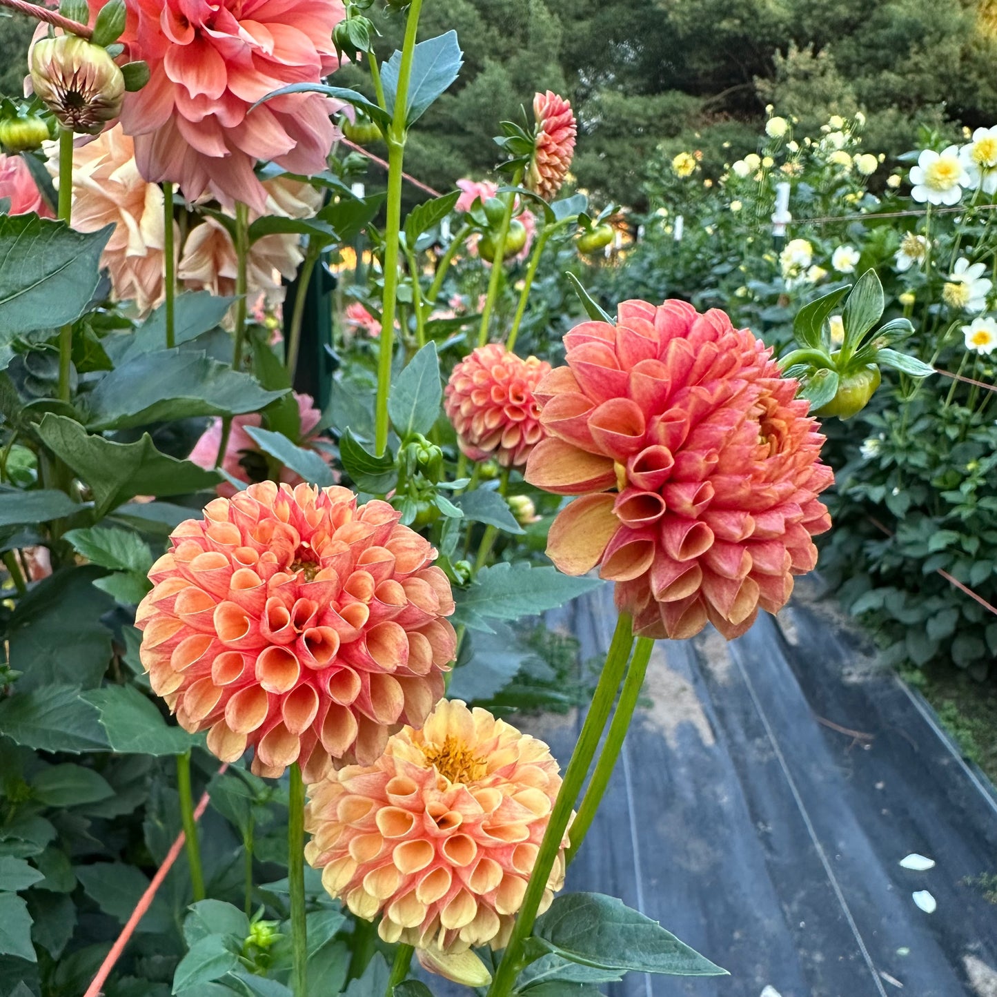 Coral peachy Pop Willo pompon dahlia blooms growing in the field at Brainy and The Beard Bloomstead.