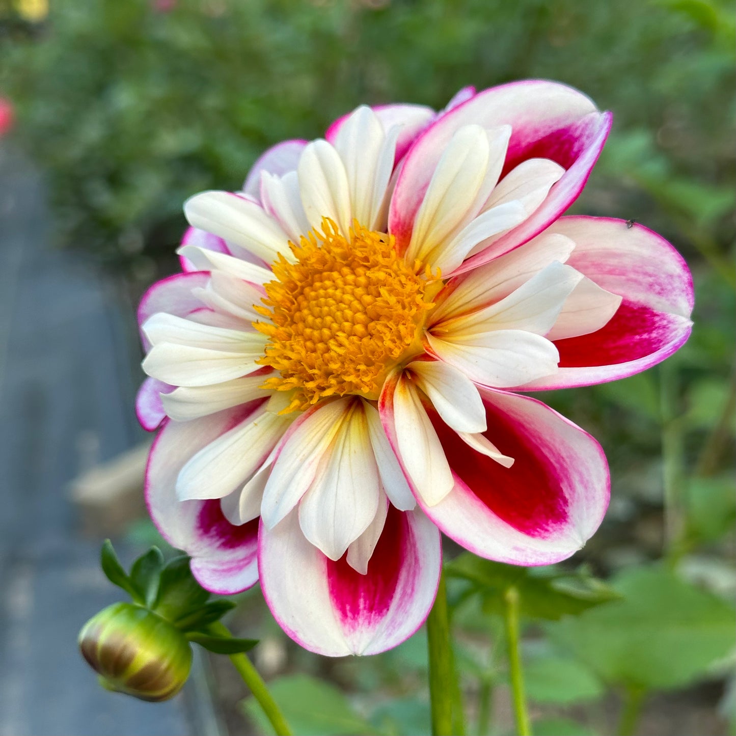 Side view of Bumble Rumble dahlia growing in the field at the Brainy and The Beard Bloomstead.