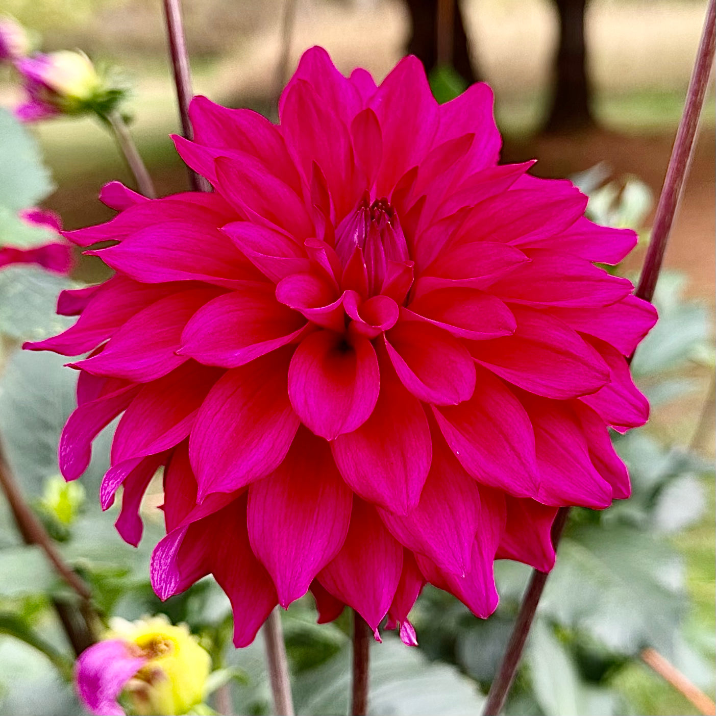 Up close view of luminous rose-violet petals of River's Lullaby dahlia bloom.