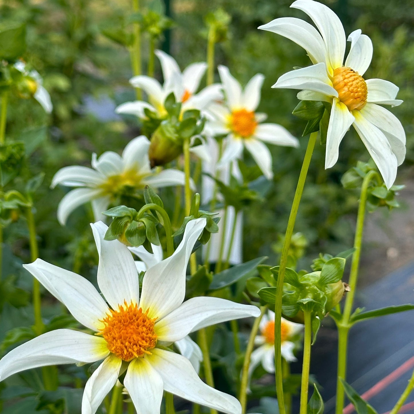 A cluster of Starchild dahlias that are bright white, star-shaped dahlia blossoms held by long, green stems, growing in the field.