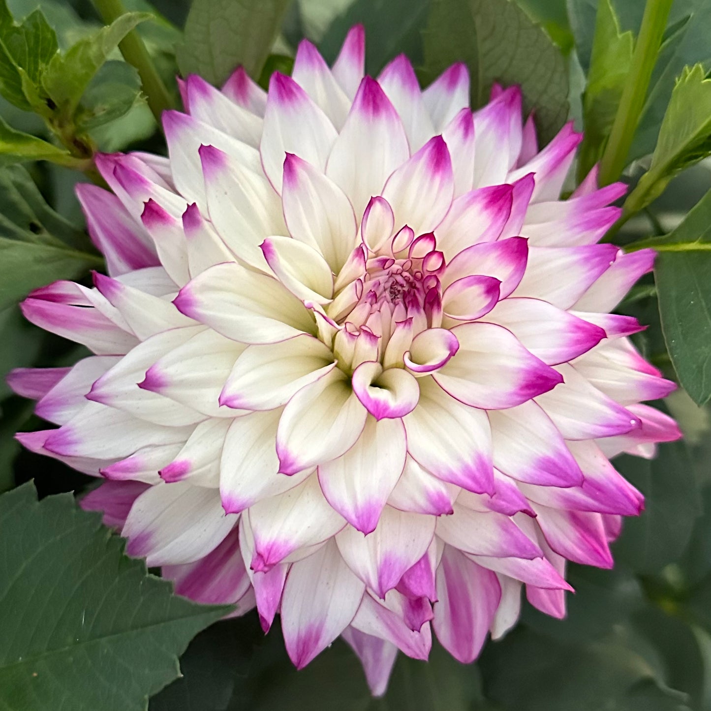 Up close view of Tipsy dahlia bloom featuring delicate white petals with bold violet edges, surrounded by dark green foliage.