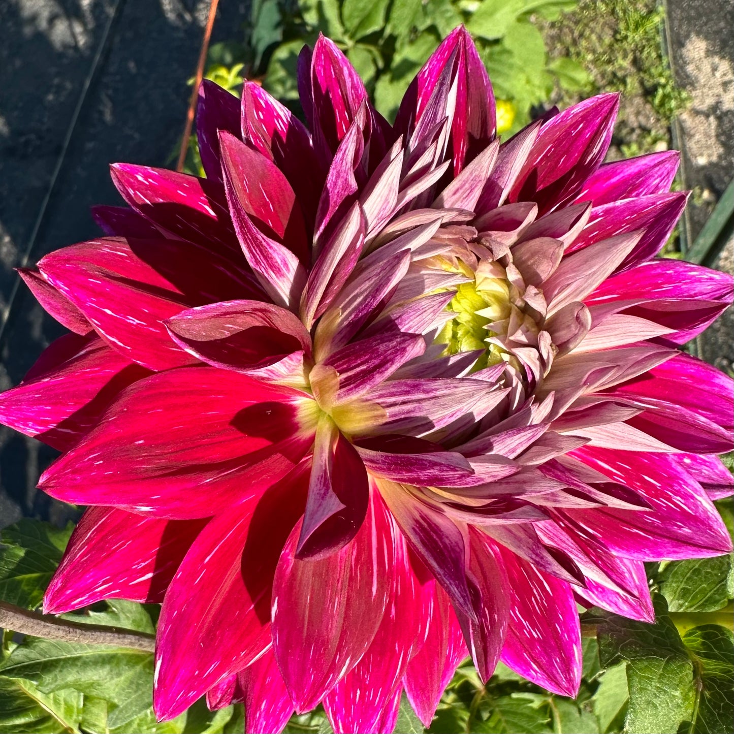 Zoomed in view of Wyn's Bewitched, a vivid, electric purple dahlia bloom with white specks among the petals.