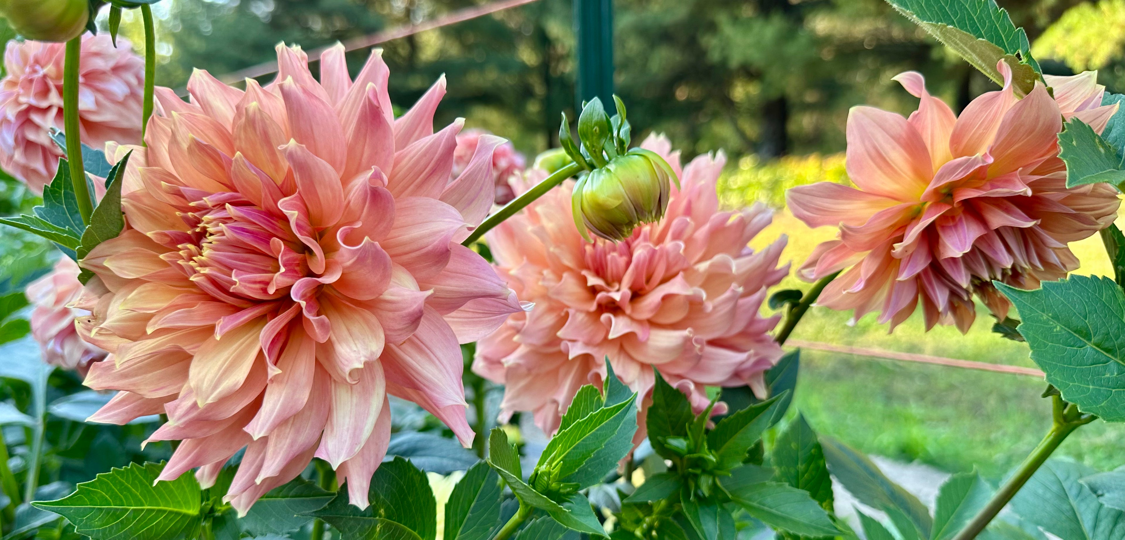 Large, fluffy, Peach Bud dahlias with green leaves growing in the dahlia field