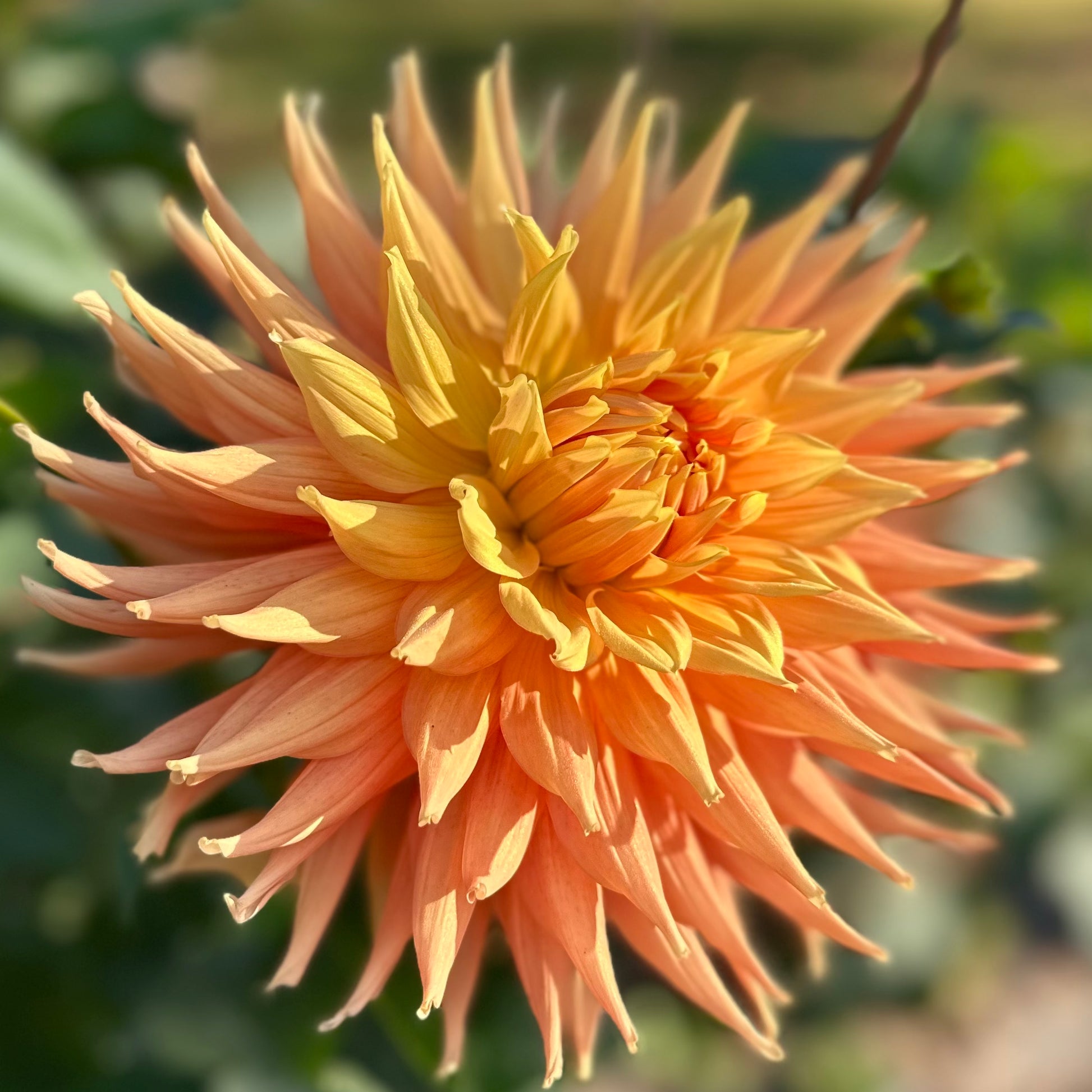 AC Ben, a giant, semi-cactus dahlia bloom boasting warm peachy-orange tones. 