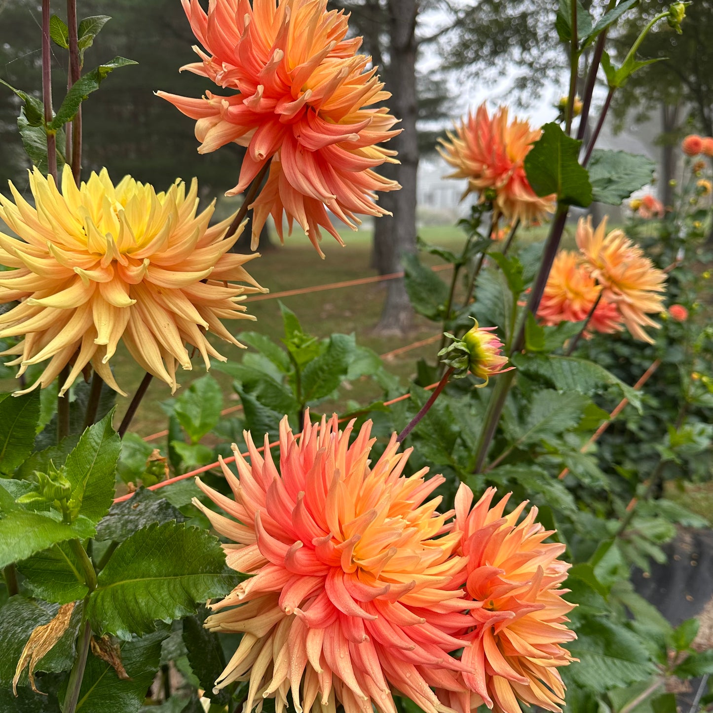 A group of AC Ben dahlias growing in the field at Brainy and The Beard Bloomstead. 