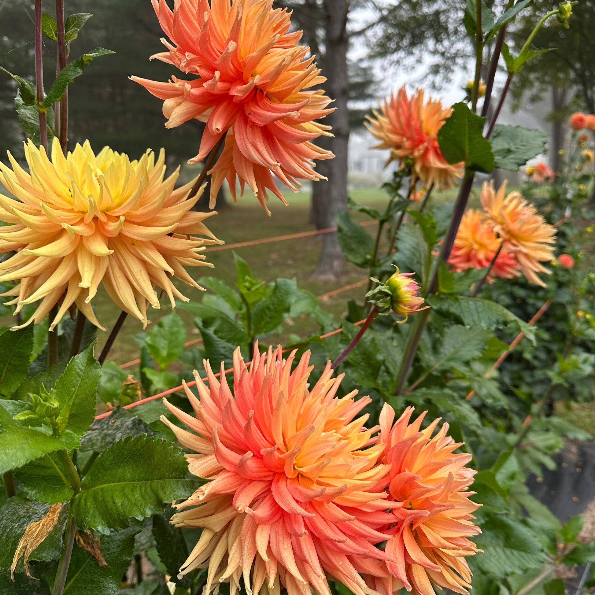 A group of AC Ben dahlias growing in the field at Brainy and The Beard Bloomstead. 