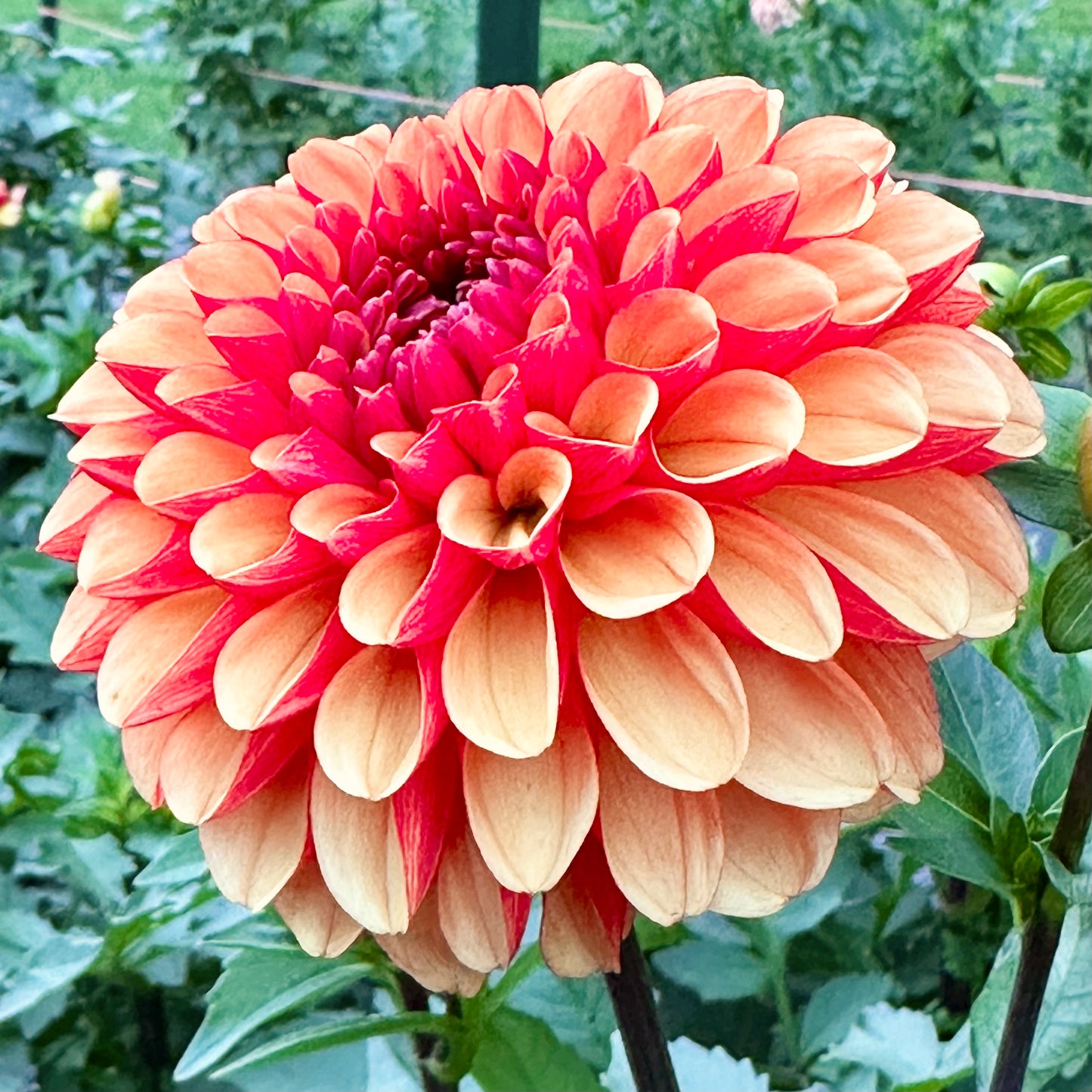 American Sunset, a formal decorative dahlia with butterscotch-orange petals that boast a red streaked reverse petal. 