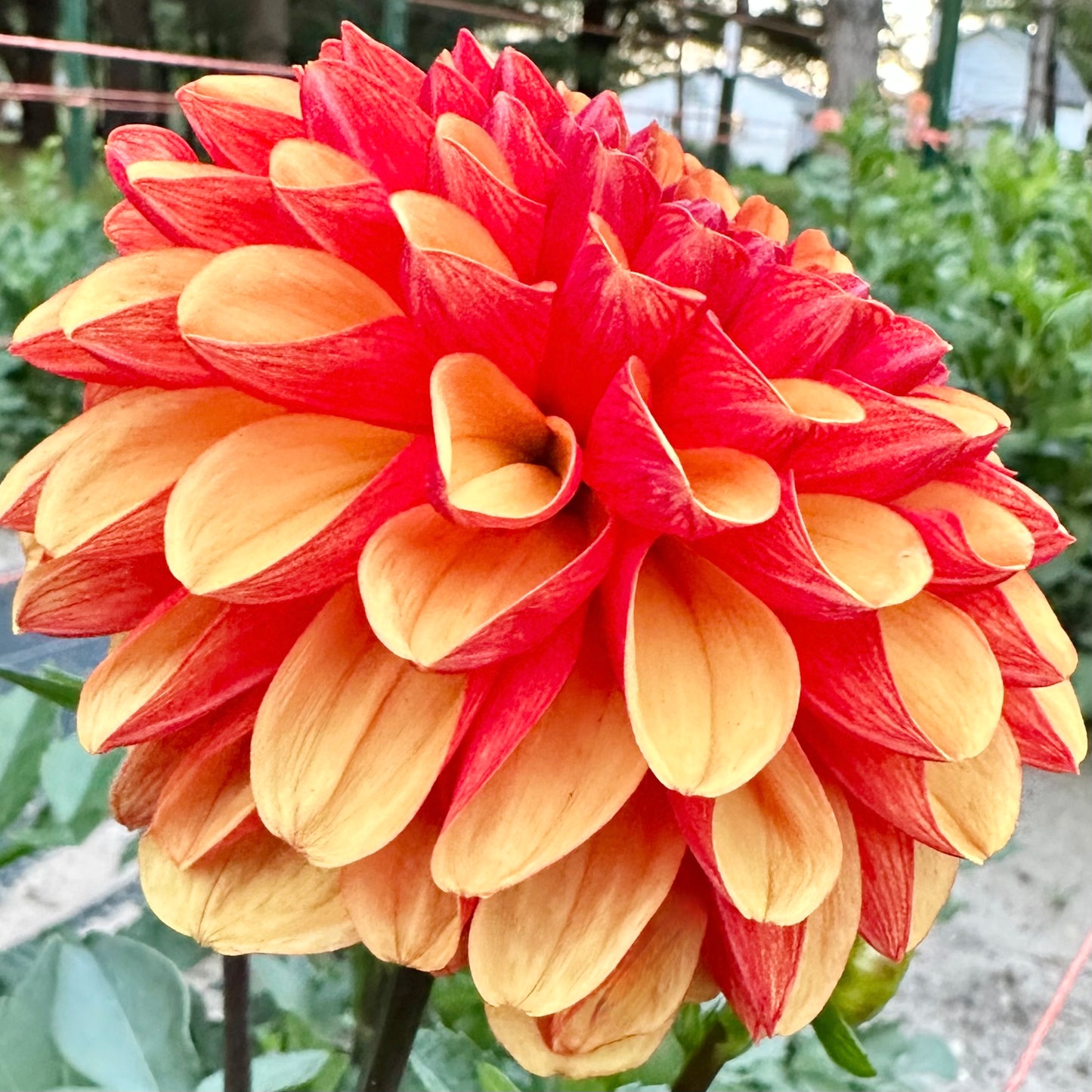 Side view of American Sunset dahlia growing in the field. 