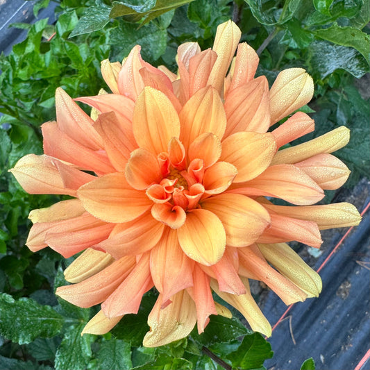 Andrew Charles, a soft peach to creamy apricot colored dahlia. 