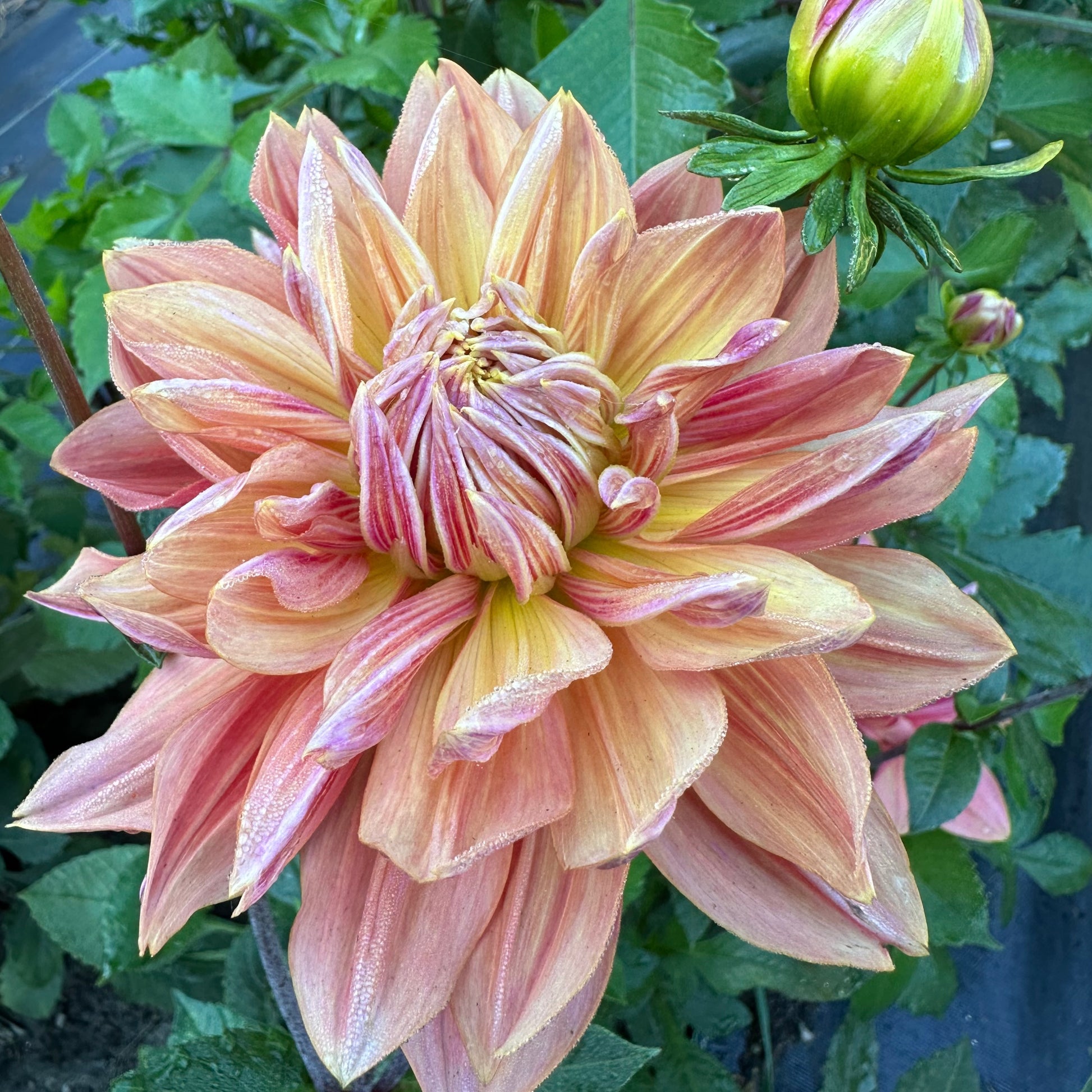 Andy's Legacy dahlia bloom with peachy, yellow petals that have a striated raspberry reverse.