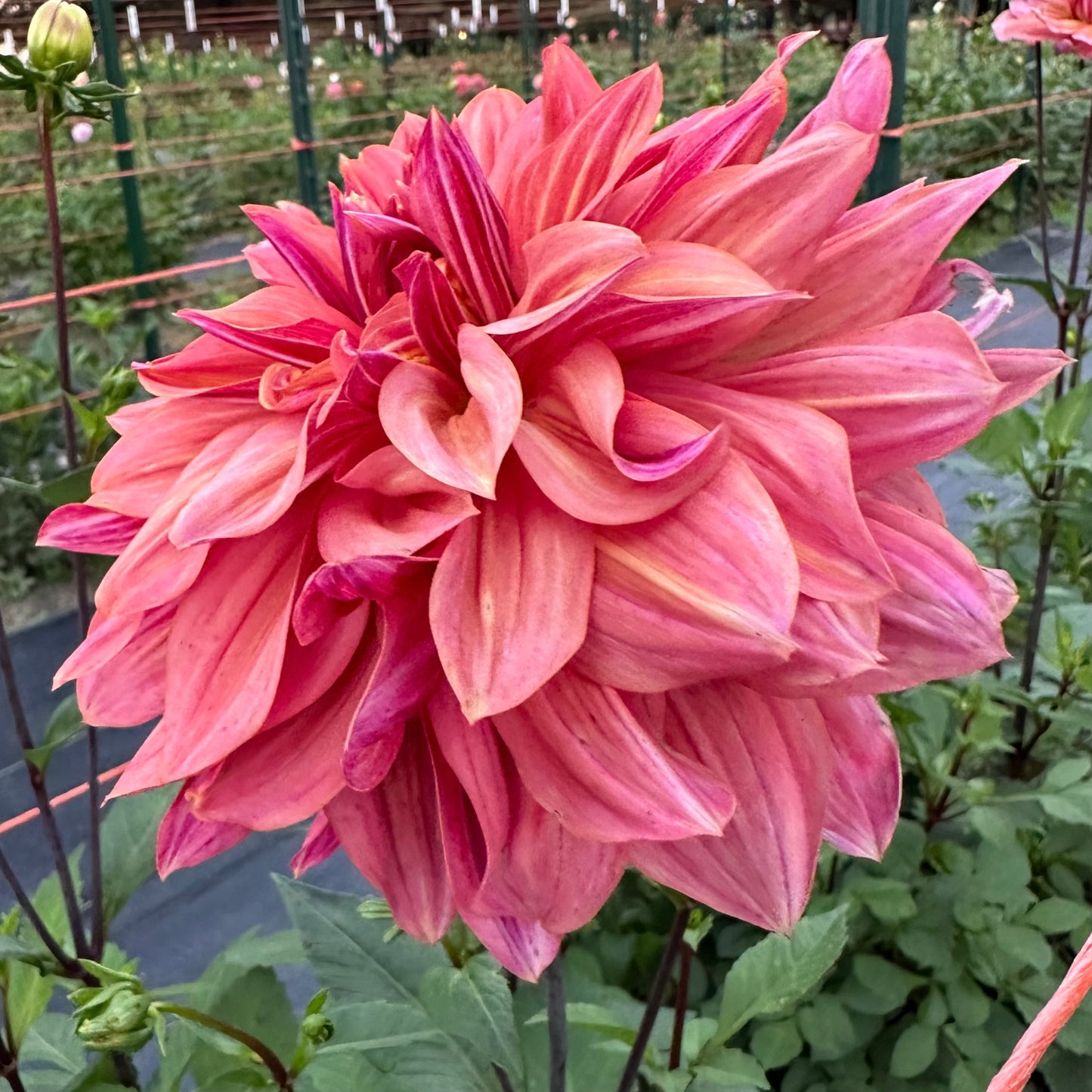 Peachy, mauvy pink petals with a raspberry reverse adorn dahlia Andy's Legacy blooming in the field at Brainy and The Beard Bloomstead. 