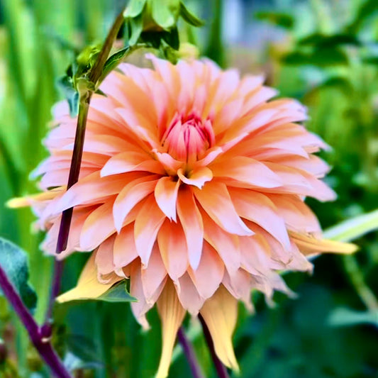 Apelsini Sniega, a large dahlia with vivid orange petals that gradually fade into crisp white at the tips. 