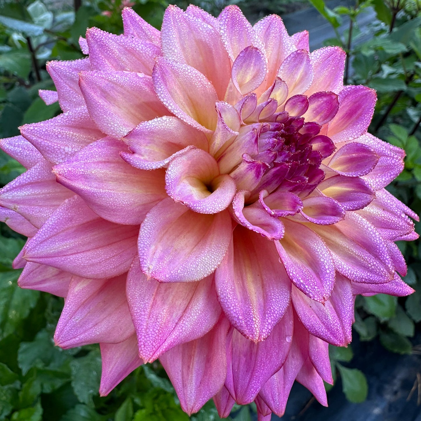 Bahama Mama, an informal decorative  dahlia bloom consisting of pink and golden hues, in full flower. 