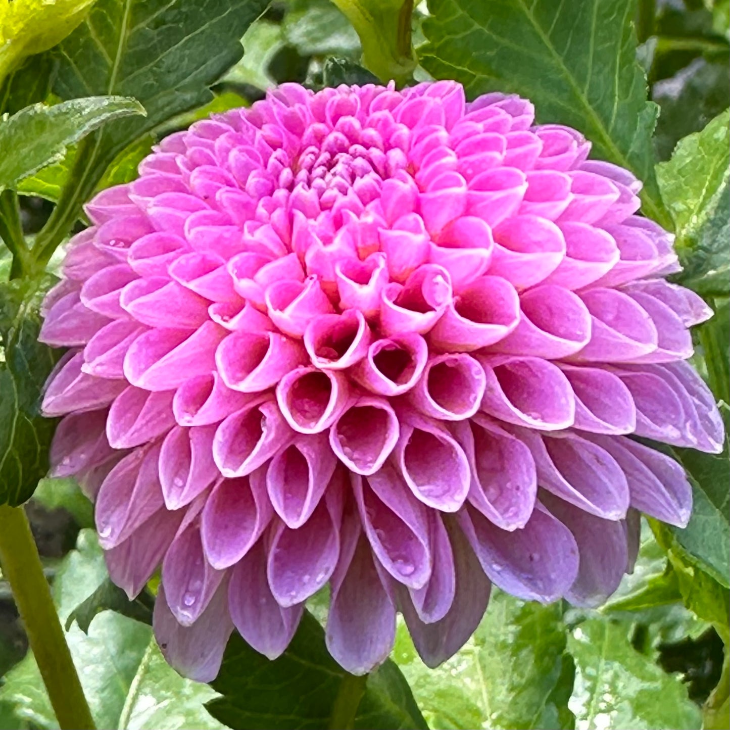 Betty Anne, an heirloom pink pompon dahlia bloom. 