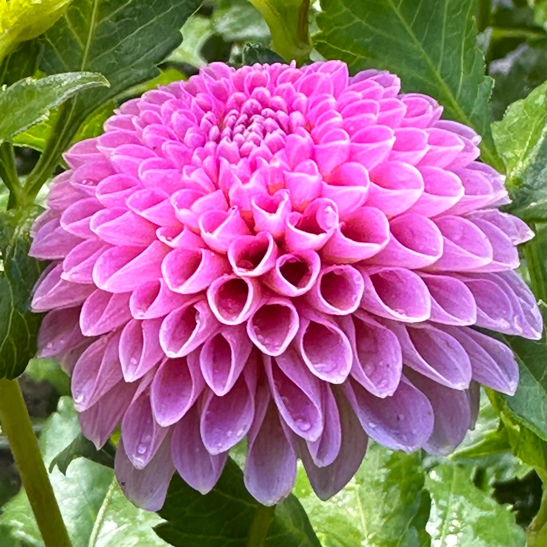 Betty Anne, an heirloom pink pompon dahlia bloom. 