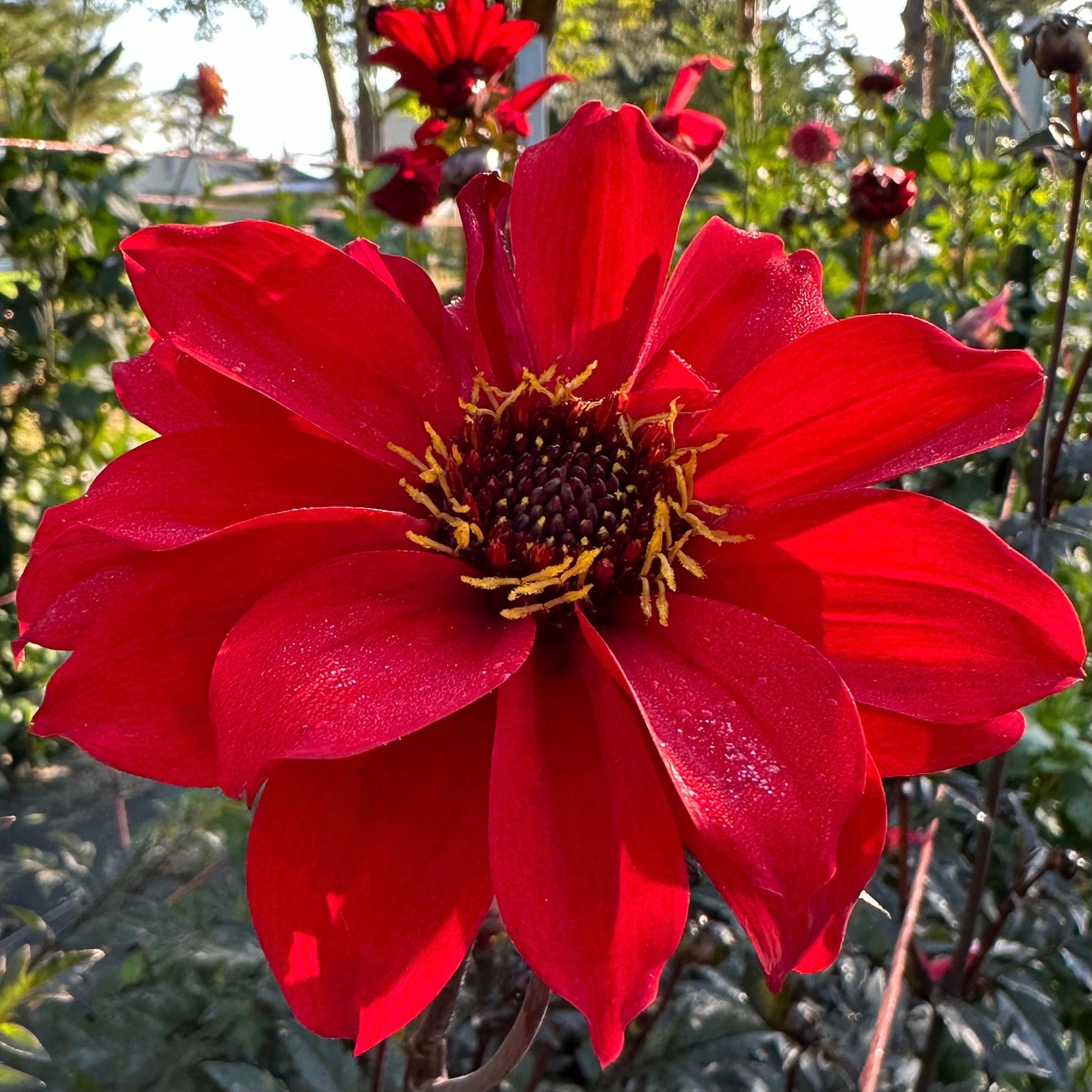 Bishop of Llandaff, a bright red, open-centered, heirloom dahlia with dark crimson/purple foliage growing in the field at Brainy and The Beard Bloomstead.