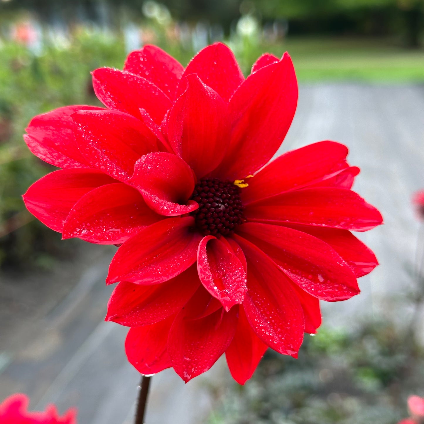 Close up of cherry red Bishop of Llandaff dahlia with an open center. 