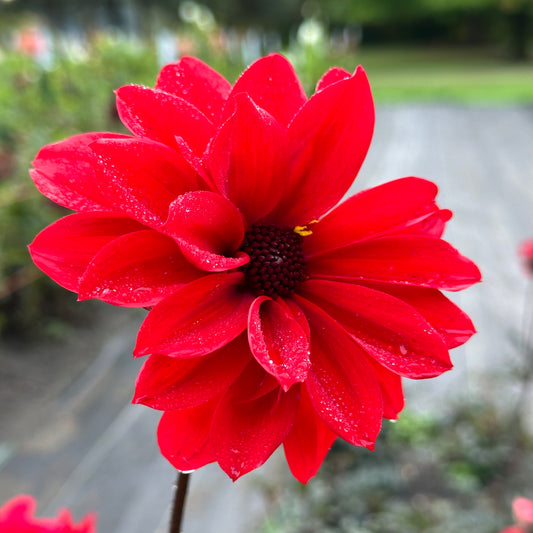 Close up of cherry red Bishop of Llandaff dahlia with an open center. 