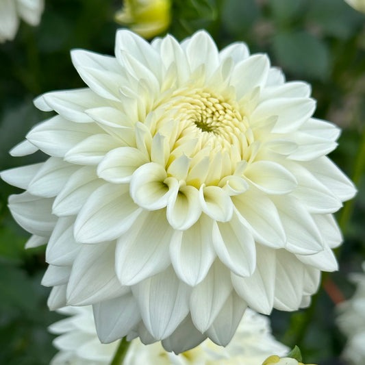 Blizzard dahlia is a crisp white, formal decorative bloom. 