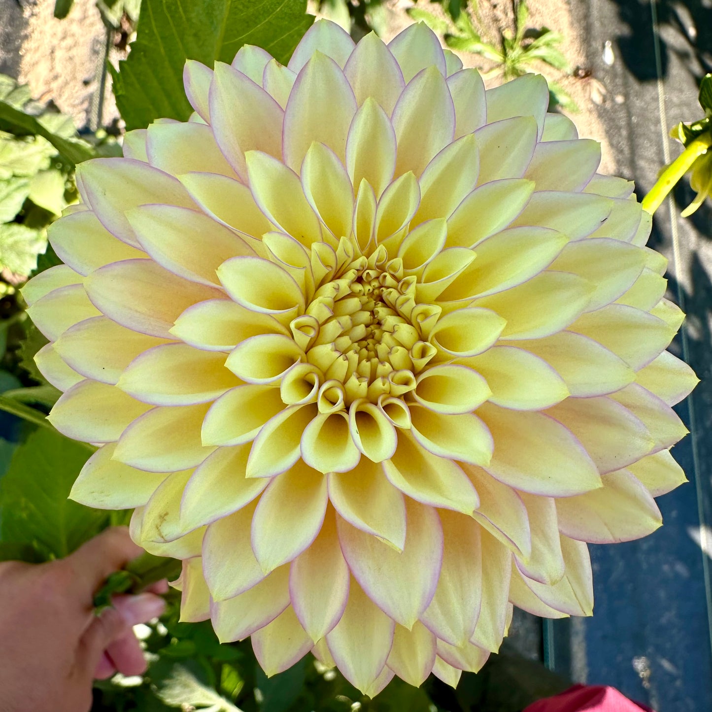Bloomquist Blush dahlia bloom with soft, butter cream yellow petals outlined with a light pink picotee edging. 