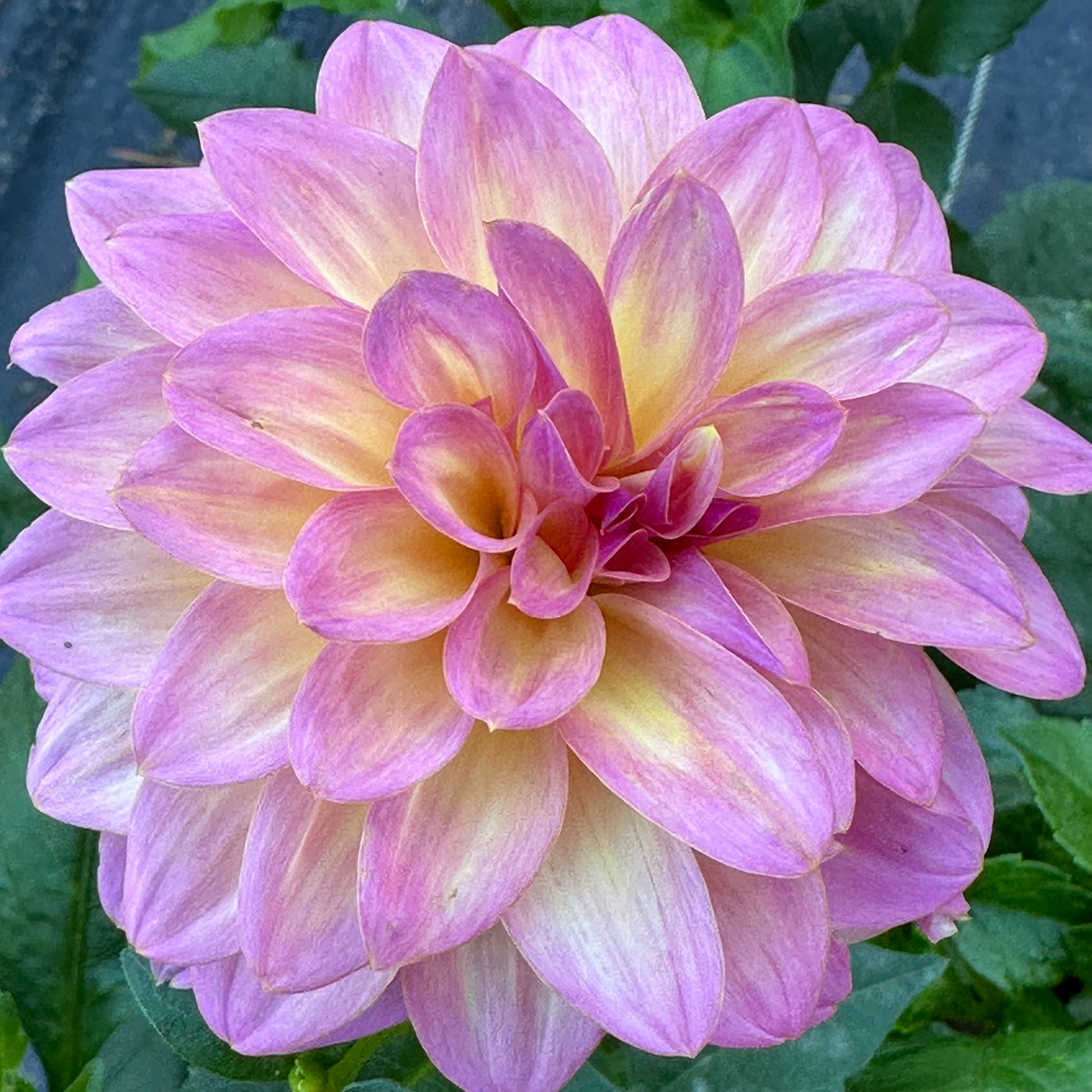 Front view of Bloomquist Dave dahlia bloom growing on the plant. 