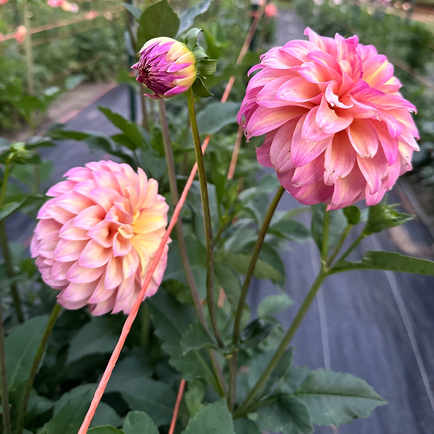 Bloomquist Dave dahlias blooming in the field at Brainy and The Beard Bloomstead. 