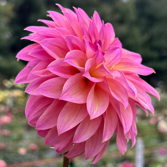 Bloomquist Dave dahlia bloom profile view. A small, informal decorative dahlia with a blend of pink and yellow petals. 