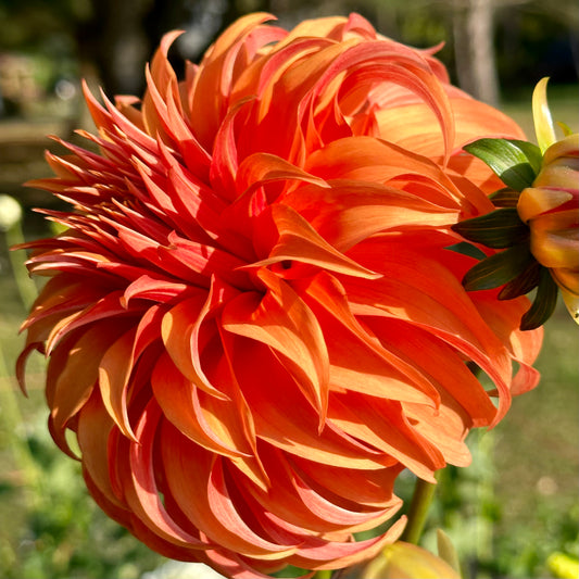 Bloomquist Jean is a bright orange dahlia with pointy petals that reach all the way back to the stem. 