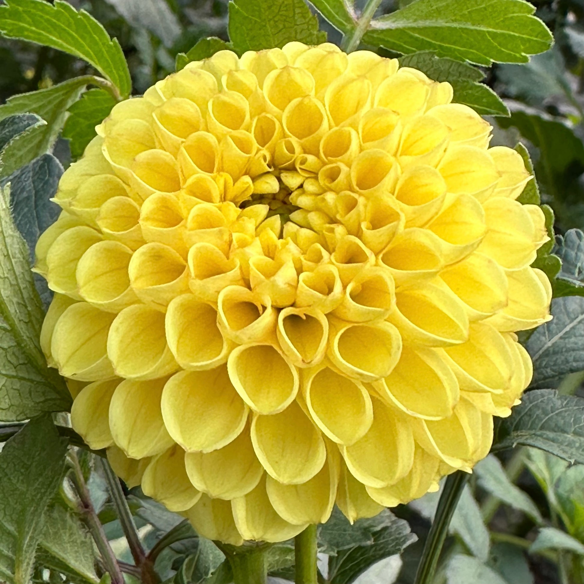 Bloomquist Peaceful, a bright yellow mini-ball dahlia bloom. 